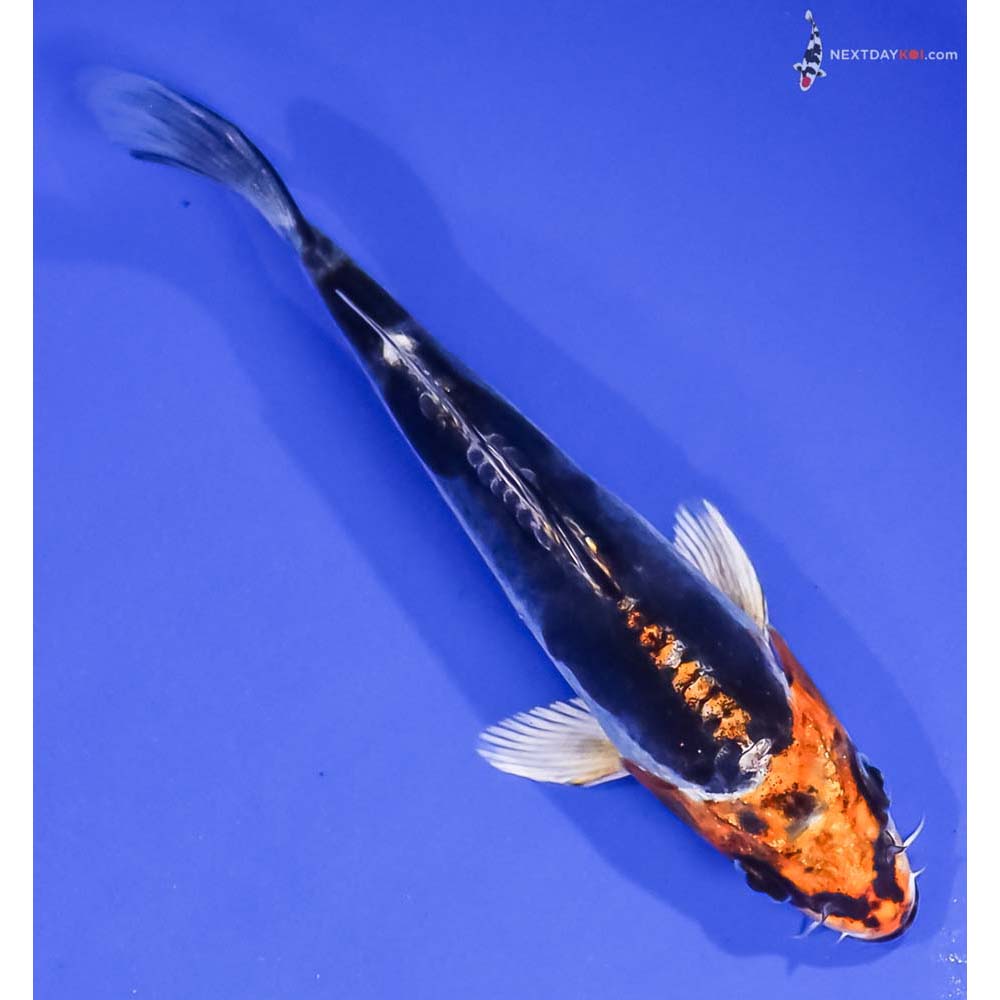 5.5” Imported Kin Kikokuryu