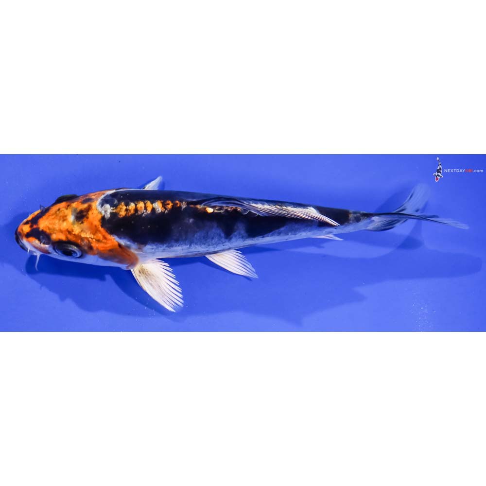 5.5” Imported Kin Kikokuryu