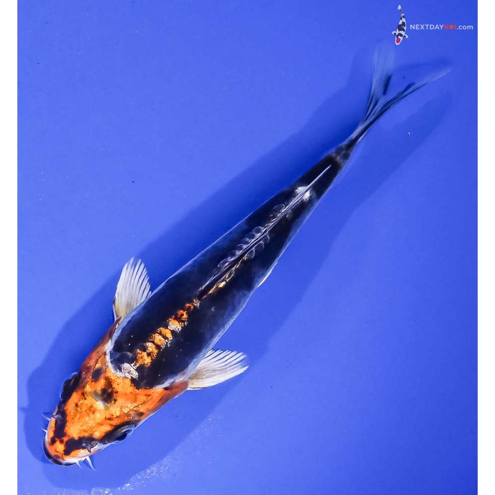 5.5” Imported Kin Kikokuryu