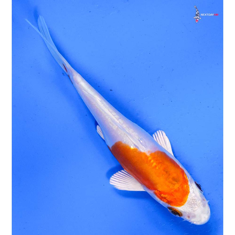 5” Imported Kikusui