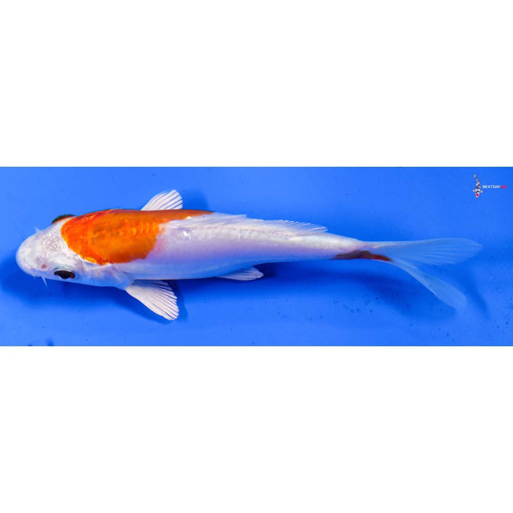 5” Imported Kikusui