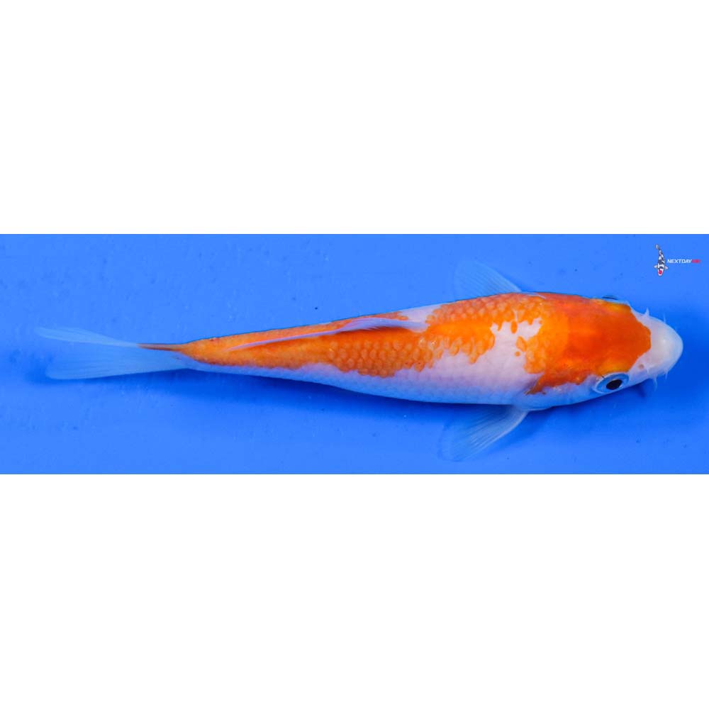 5” Imported Kohaku