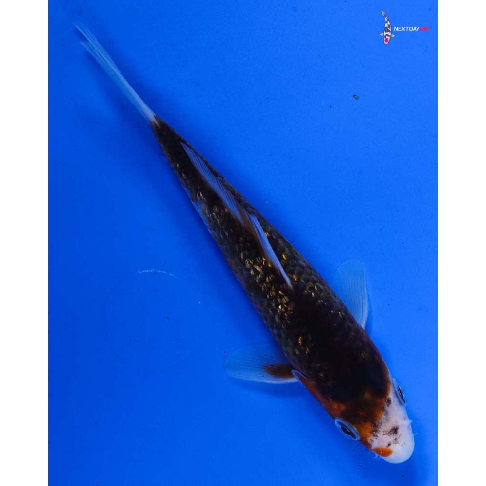 5” Imported Gin Rin Goromo