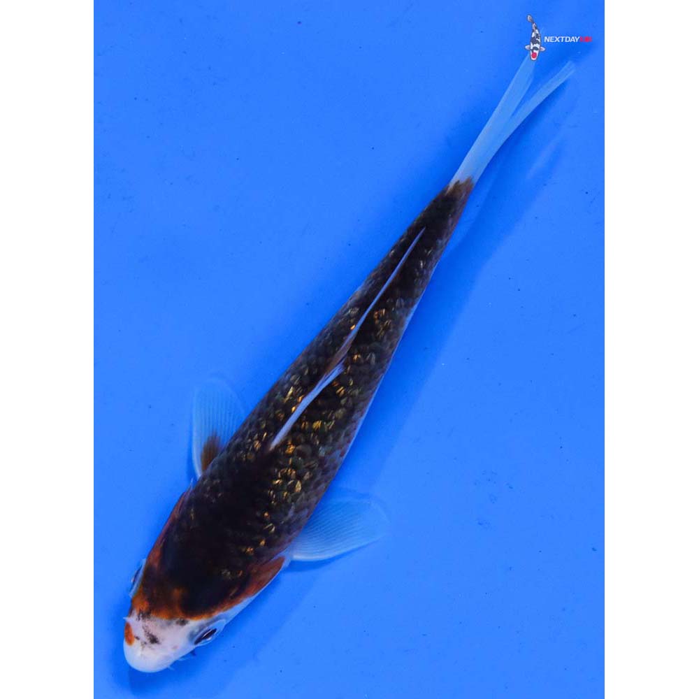 5” Imported Gin Rin Goromo