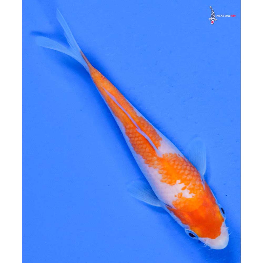 5” Imported Kohaku
