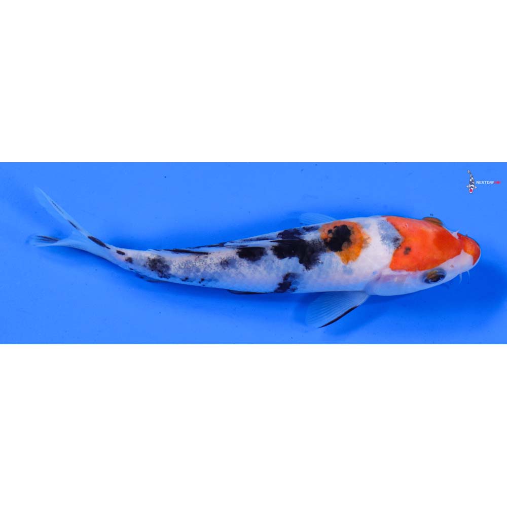 5.5” Imported Sanke