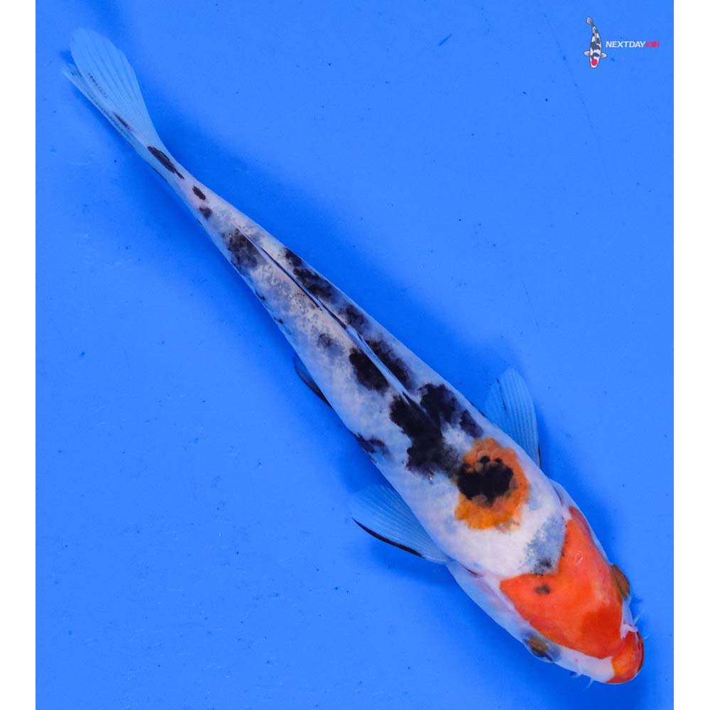 5.5” Imported Sanke