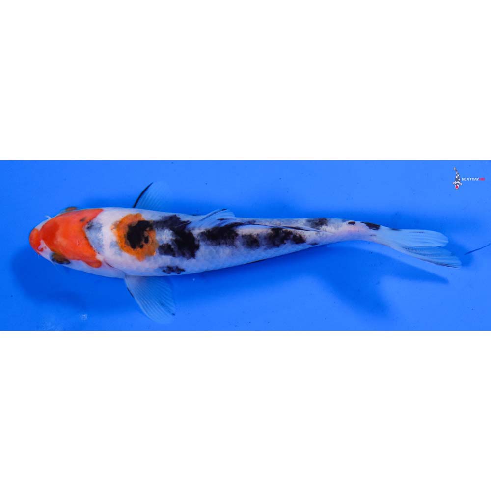 5.5” Imported Sanke