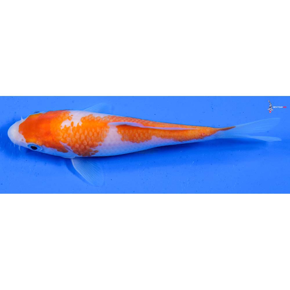 5” Imported Kohaku