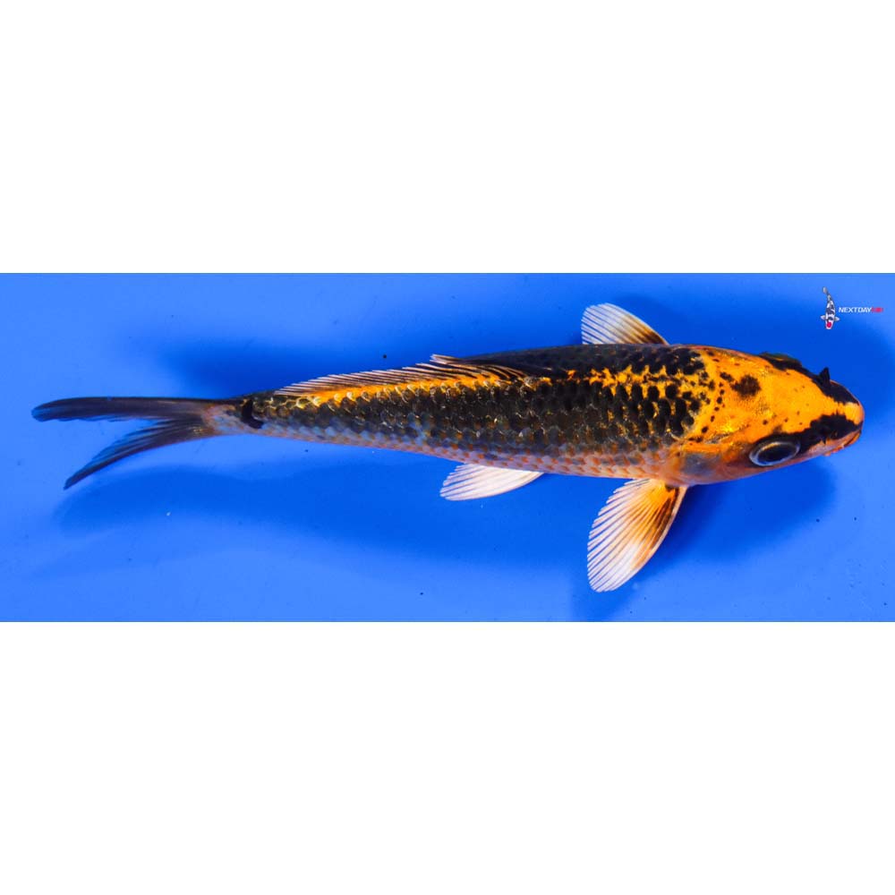 5.5” Imported Orenji Matsuba