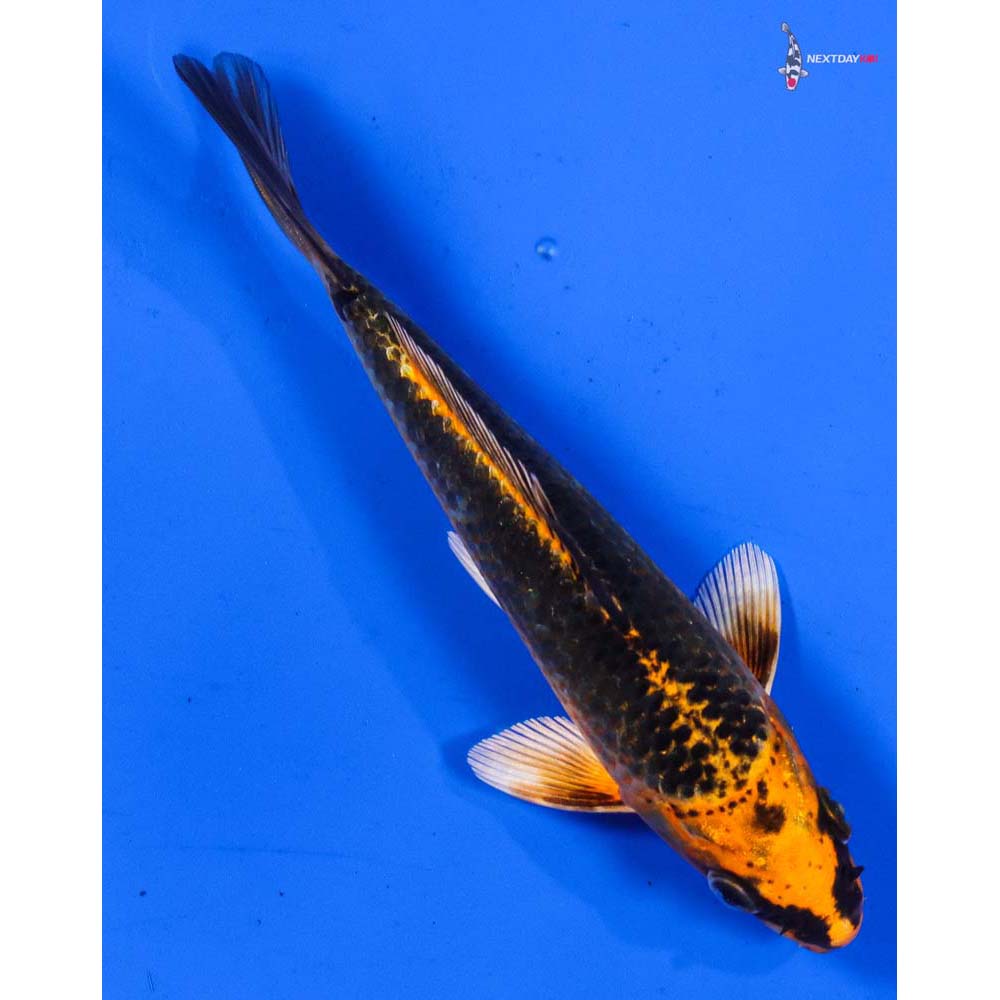 5.5” Imported Orenji Matsuba