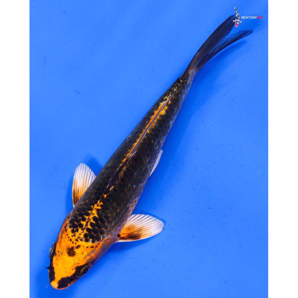 5.5” Imported Orenji Matsuba