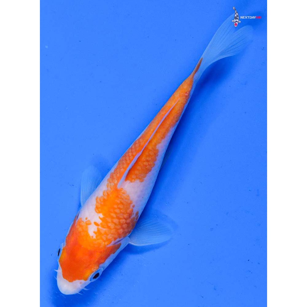 5” Imported Kohaku