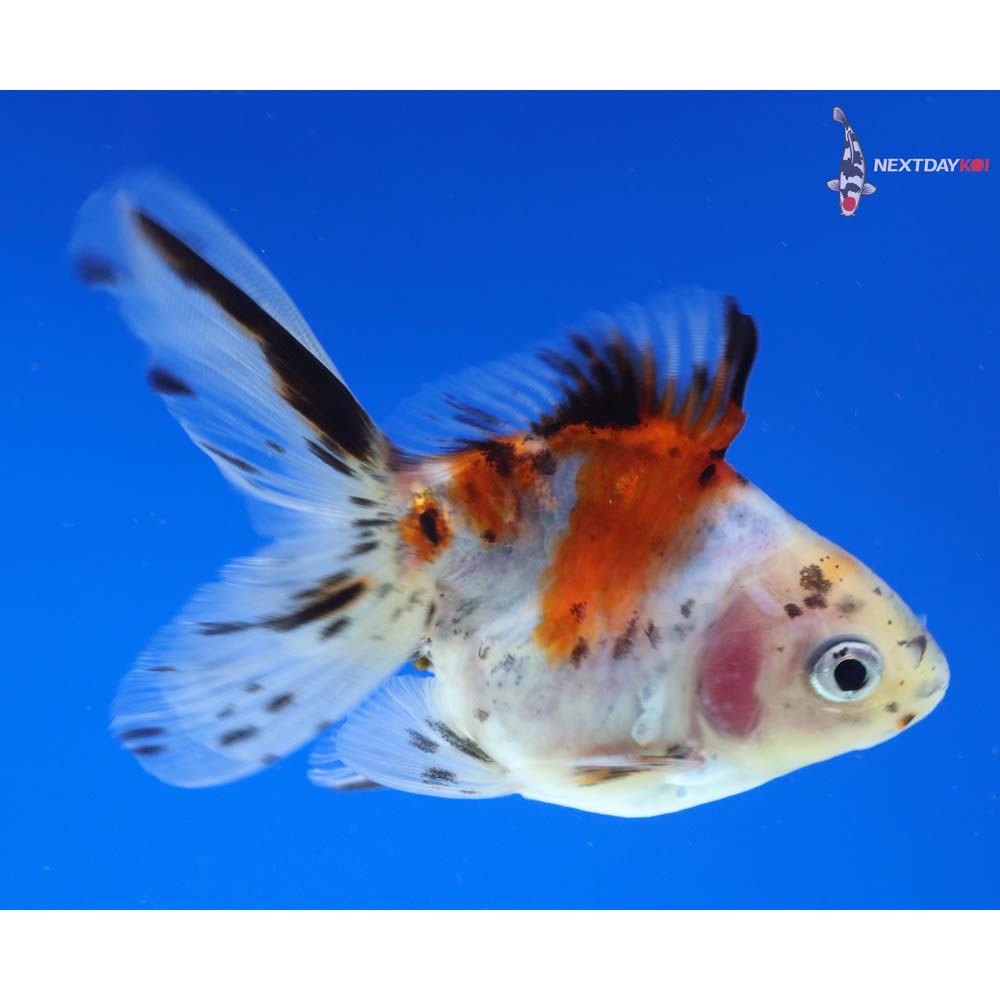 3.5” Imported Calico Ryukin