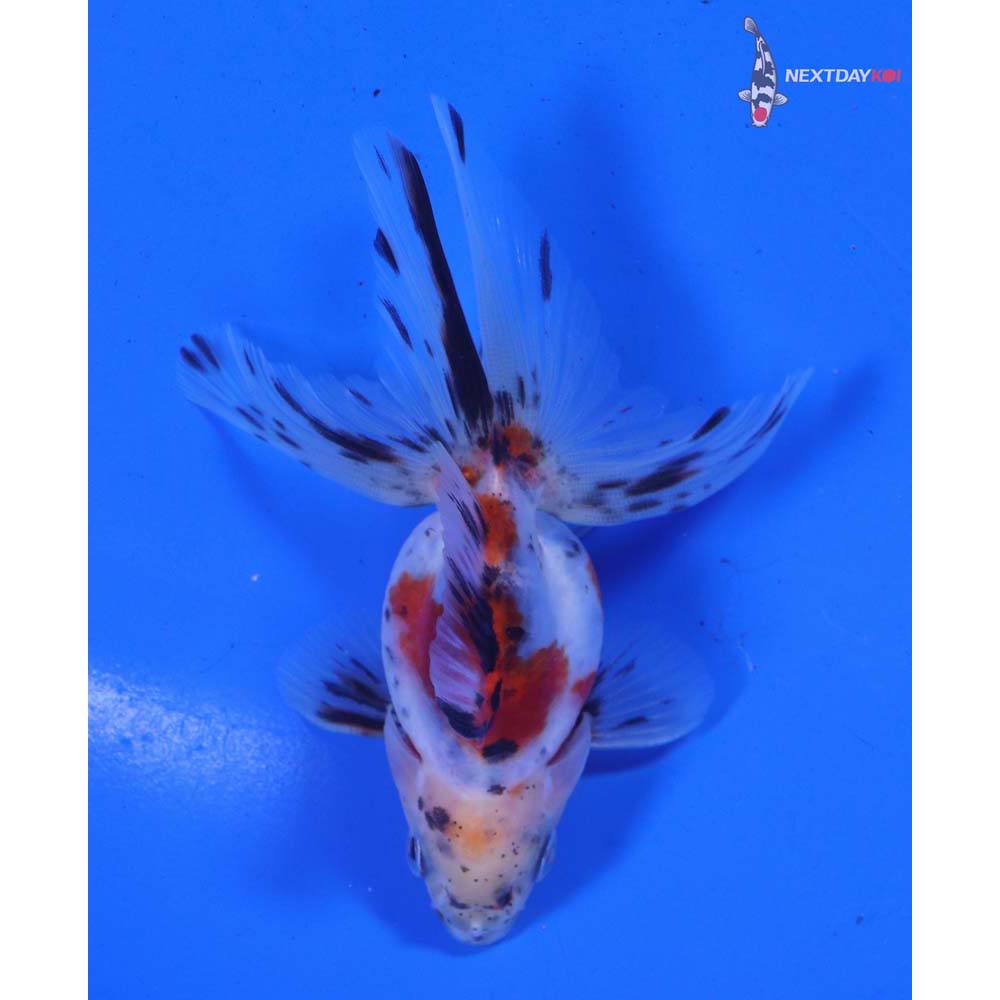 3.5” Imported Calico Ryukin