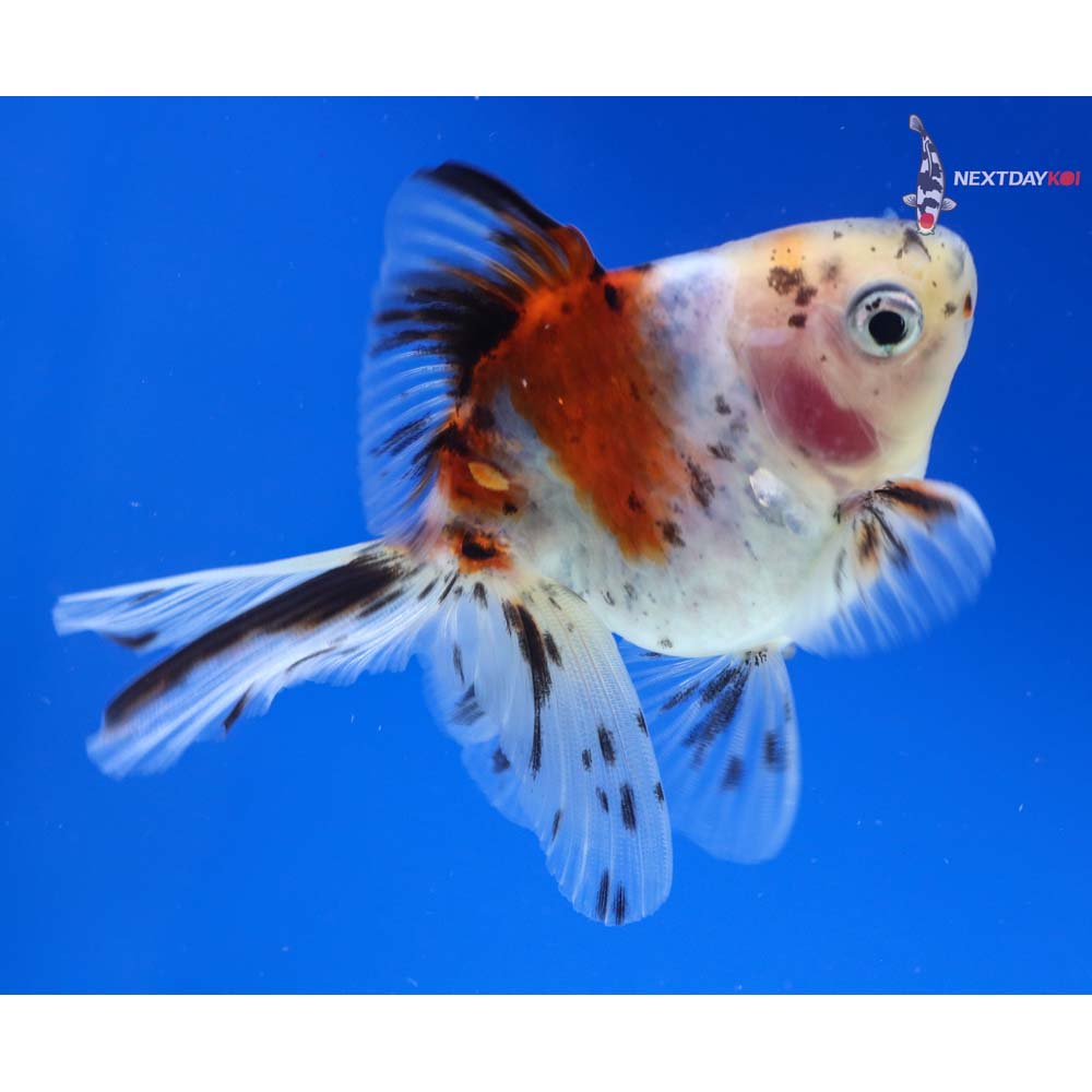 3.5” Imported Calico Ryukin