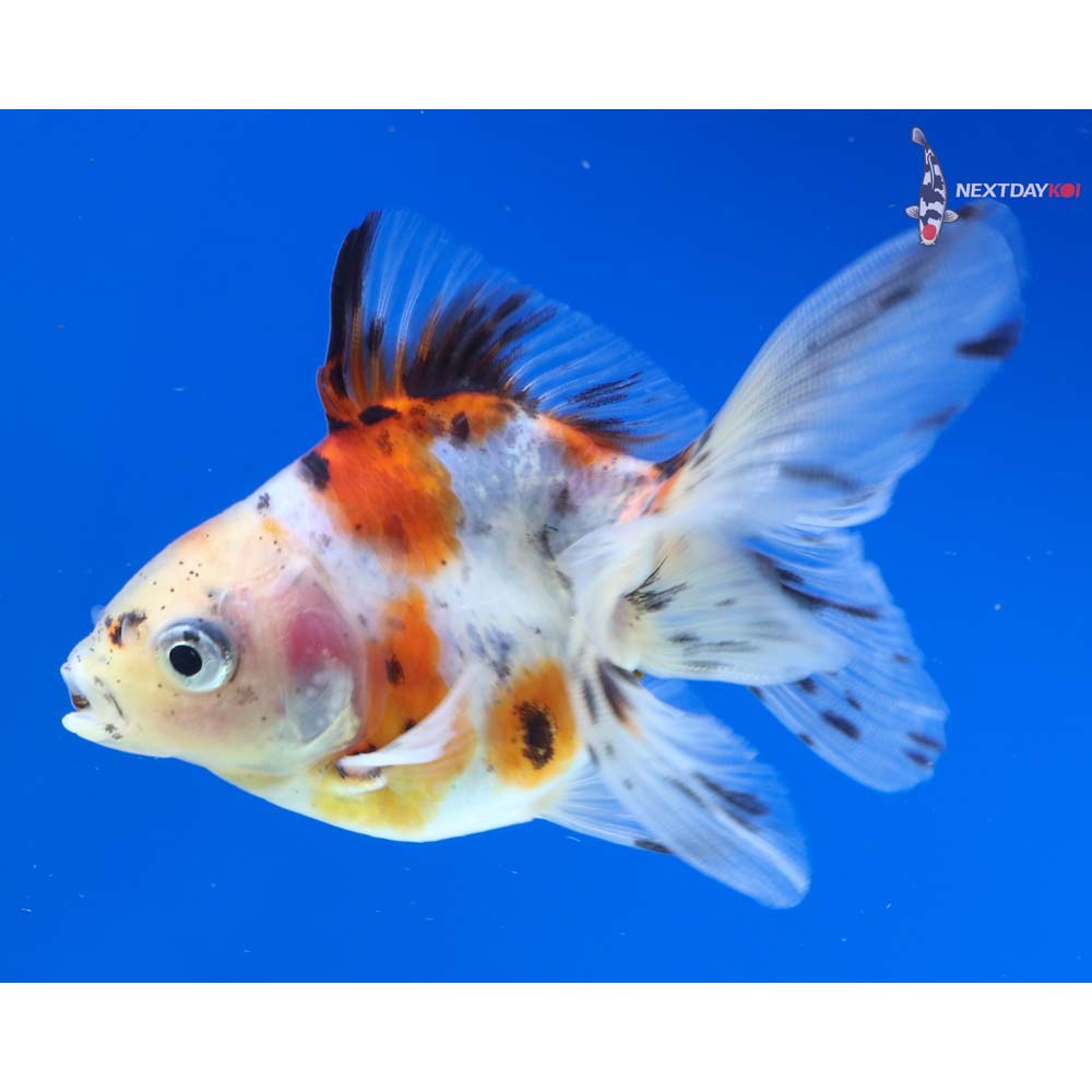 3.5” Imported Calico Ryukin