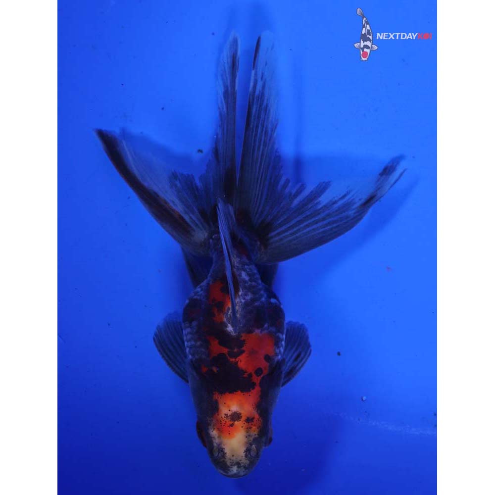 4” Imported Calico Ryukin