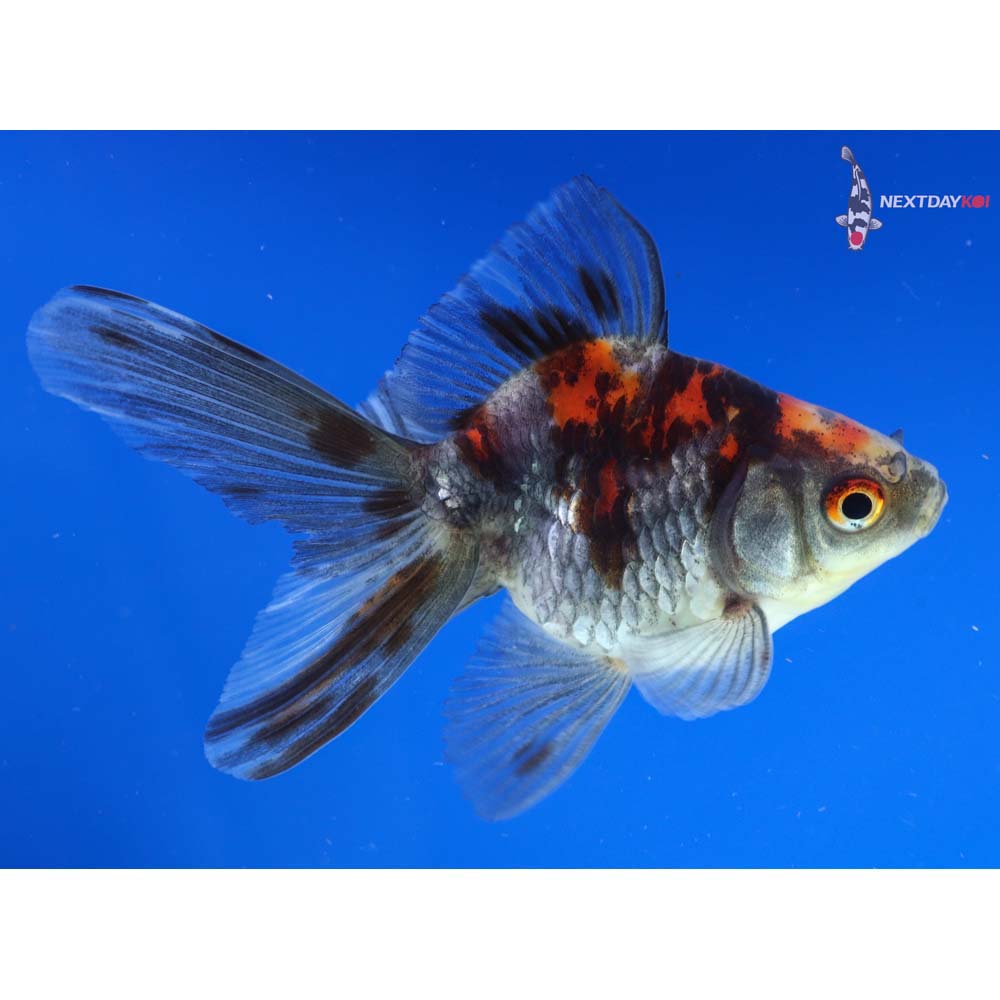 4” Imported Calico Ryukin