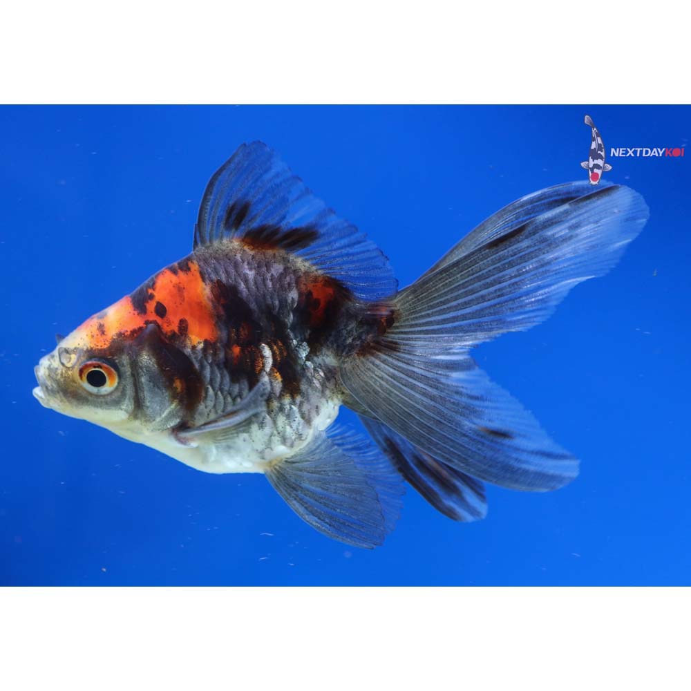 4” Imported Calico Ryukin