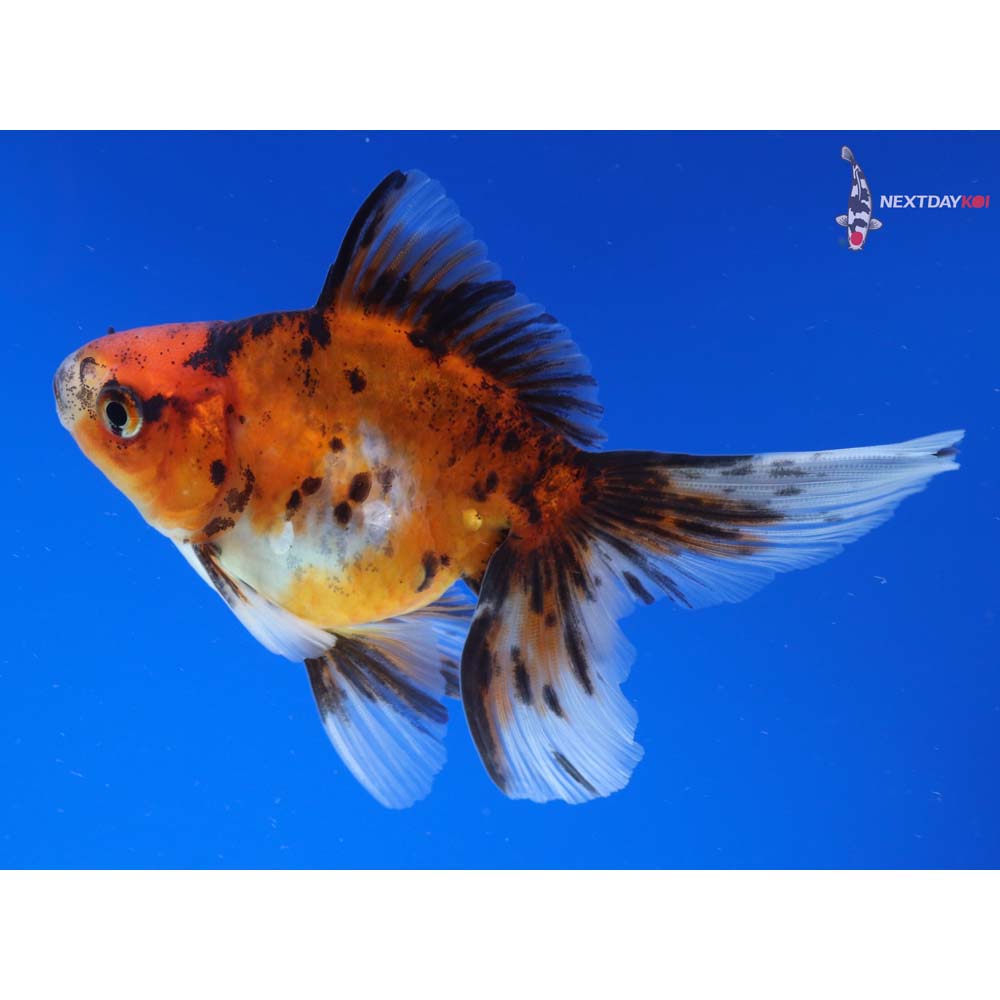 4” Imported Calico Ryukin