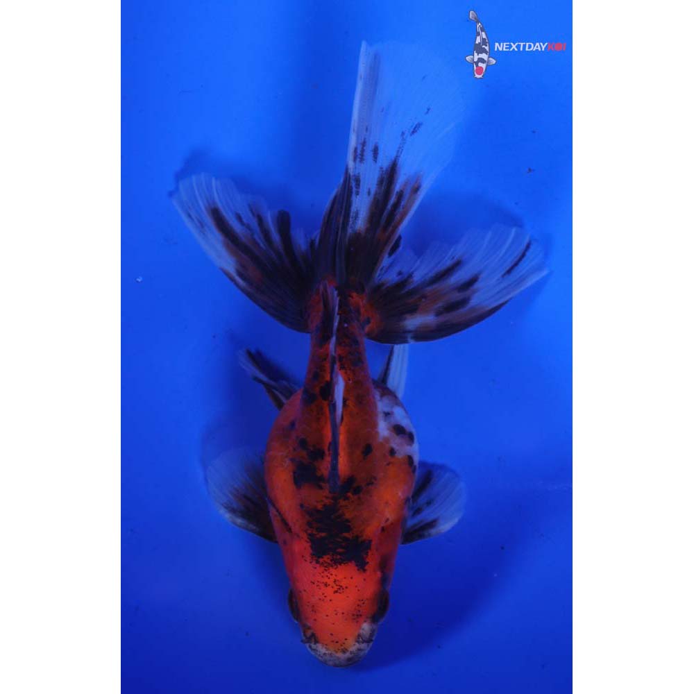 4” Imported Calico Ryukin