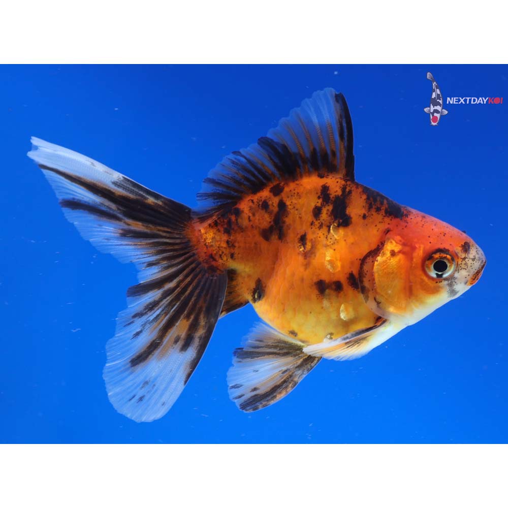 4” Imported Calico Ryukin