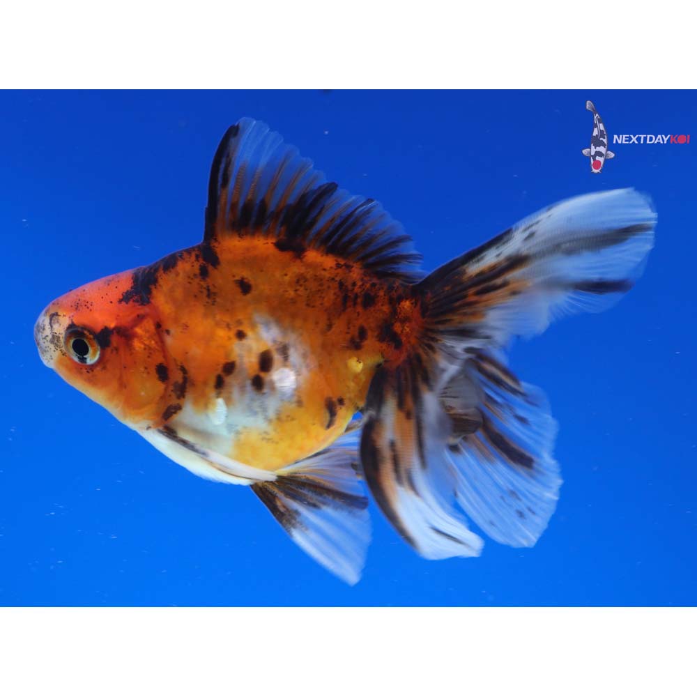 4” Imported Calico Ryukin