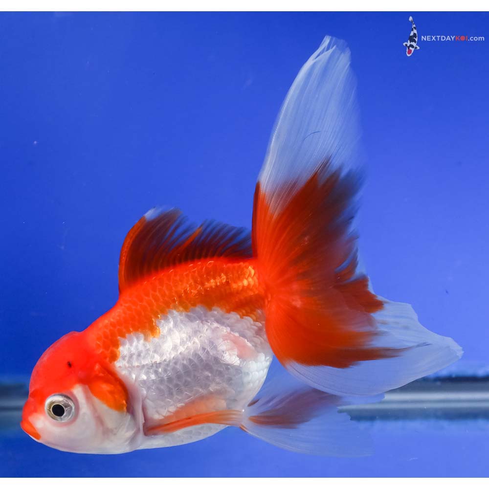 5” Imported Red and White Oranda
