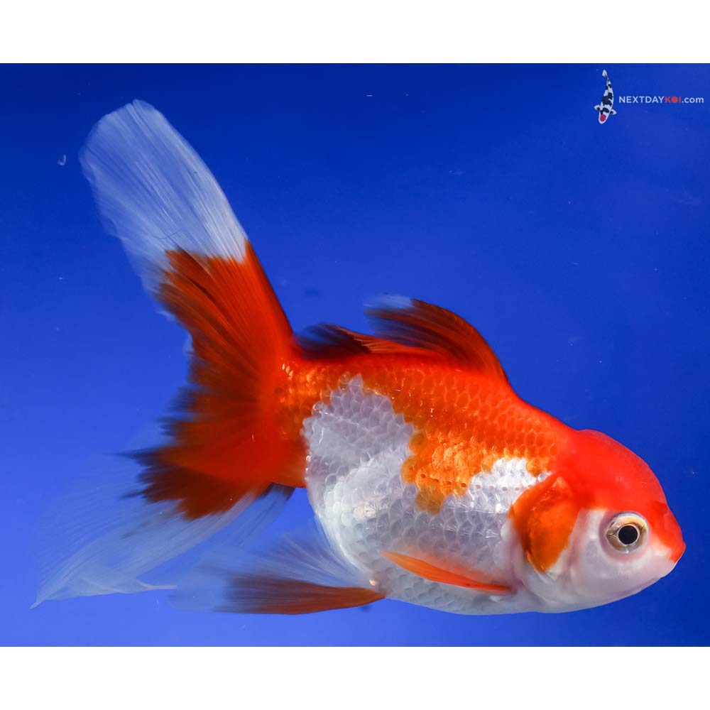 5” Imported Red and White Oranda