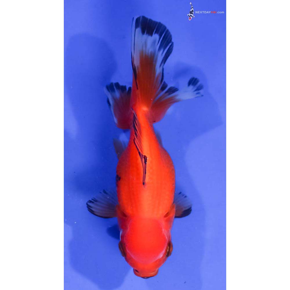 4.5” Imported Tri Color Oranda
