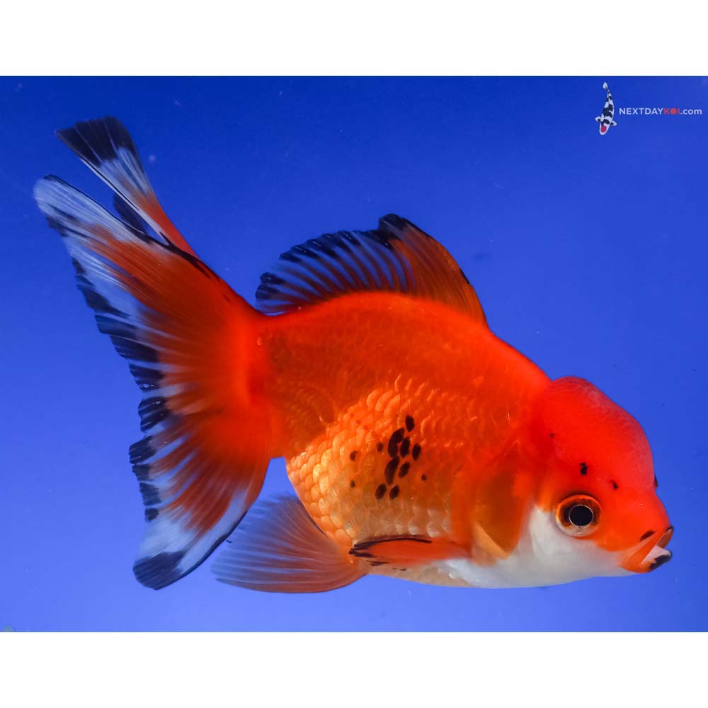 4.5” Imported Tri Color Oranda