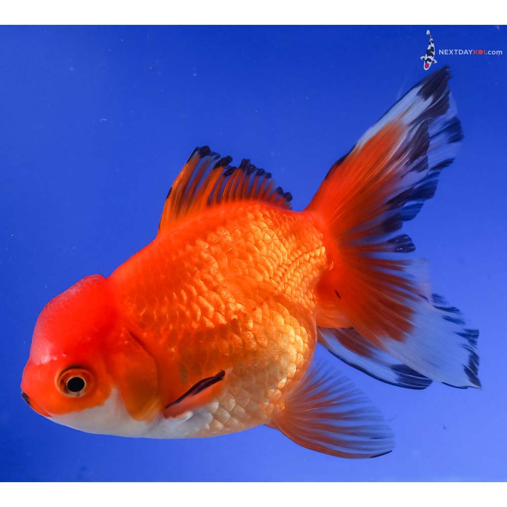 4.5” Imported Tri Color Oranda
