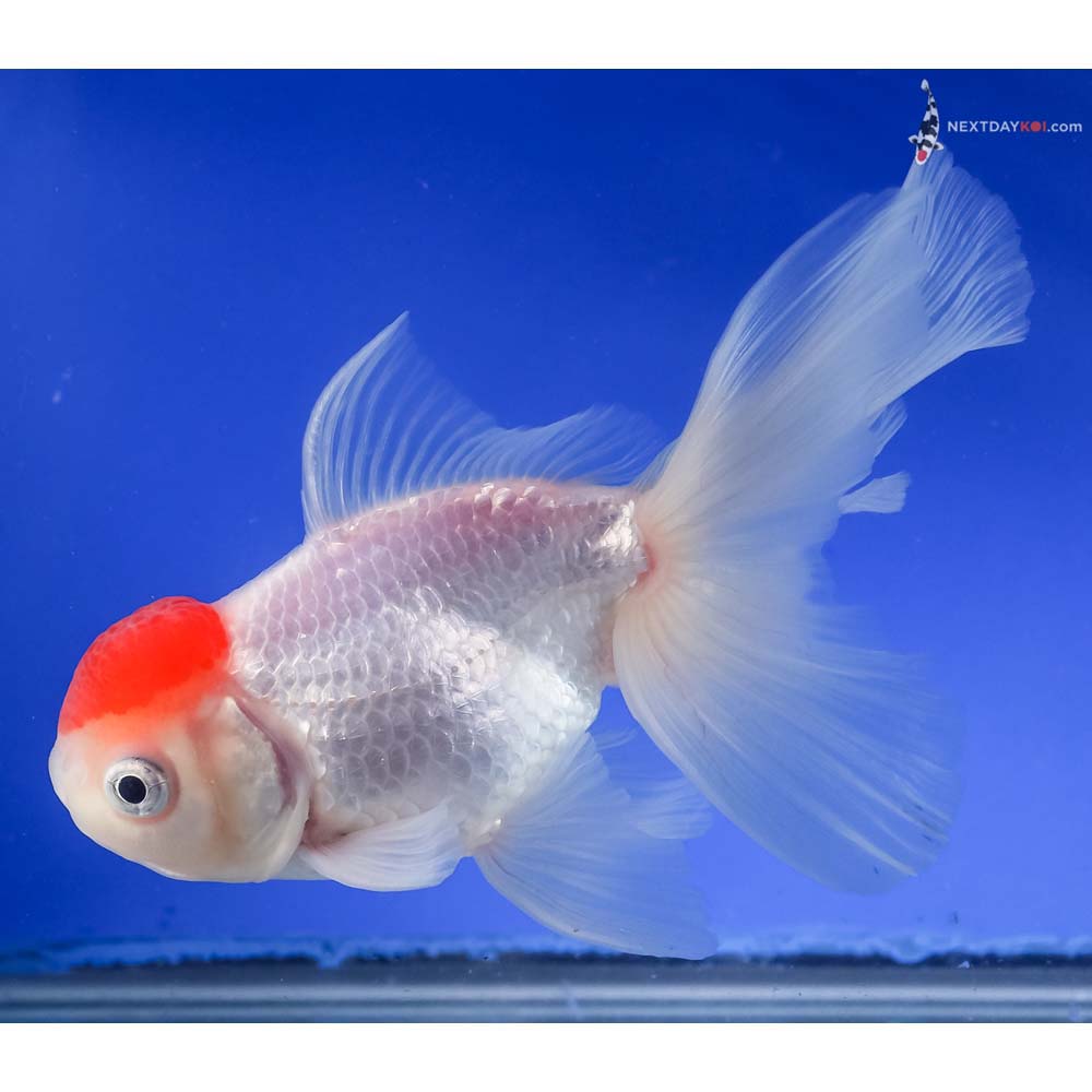 5.5” Imported Male Redcap Oranda