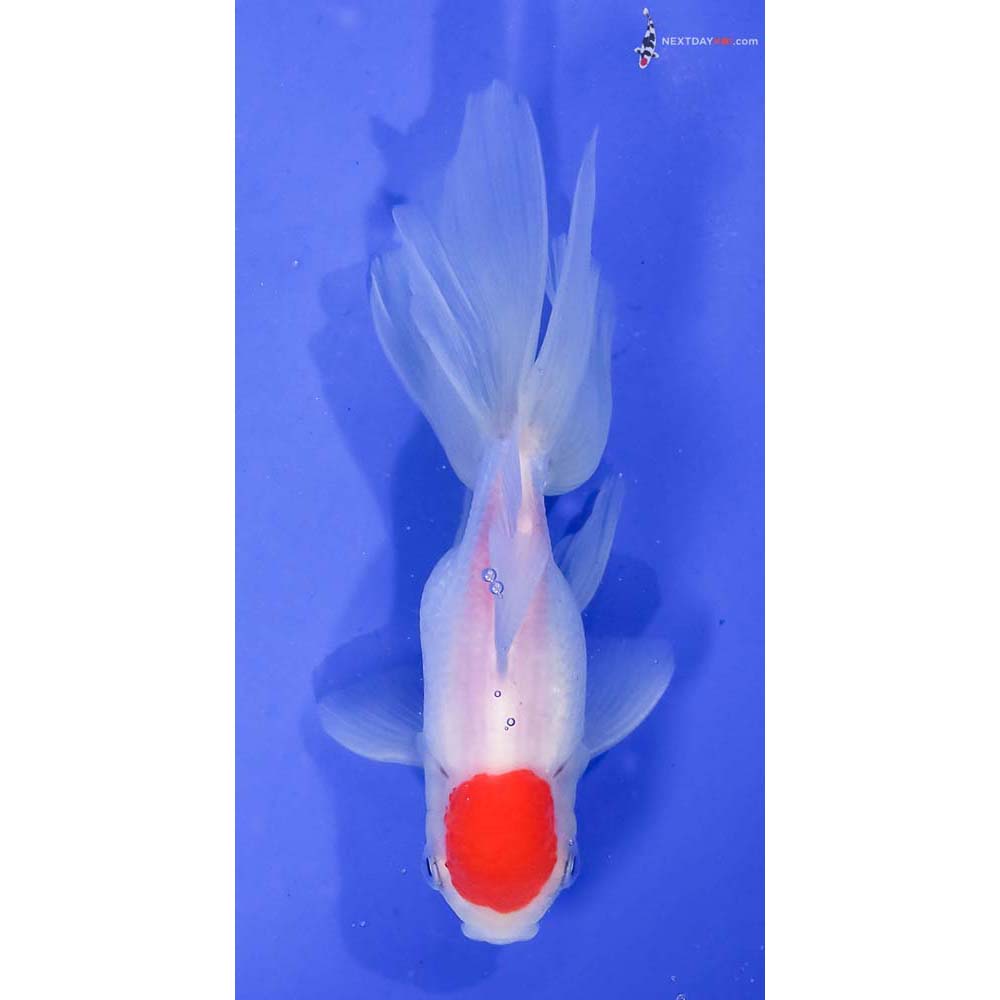 5.5” Imported Male Redcap Oranda