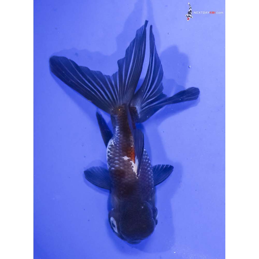 5” Imported Tri Color Panda Oranda