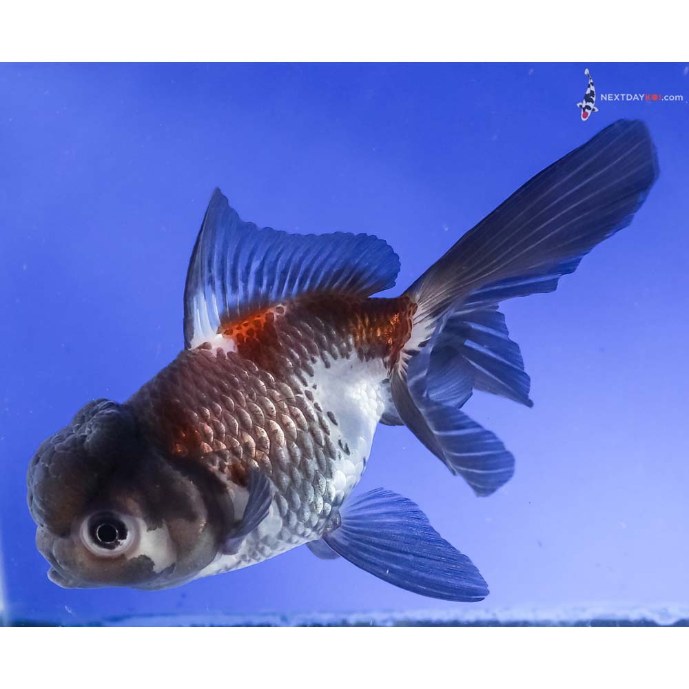 5” Imported Tri Color Panda Oranda