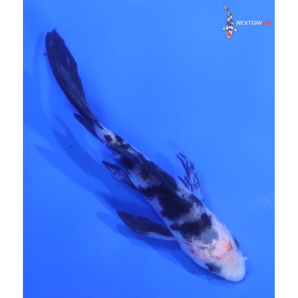 3.5” Imported Shiro Utsuri Butterfly Koi