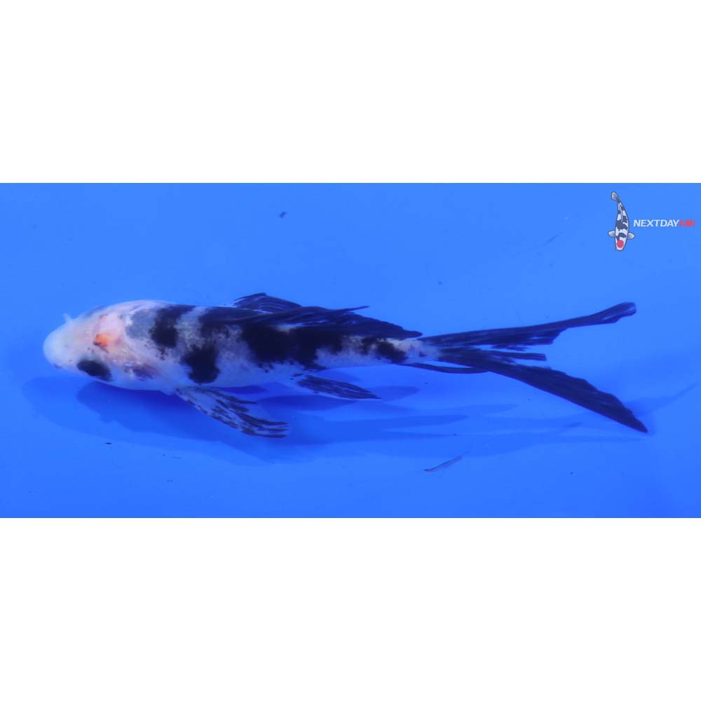 3.5” Imported Shiro Utsuri Butterfly Koi