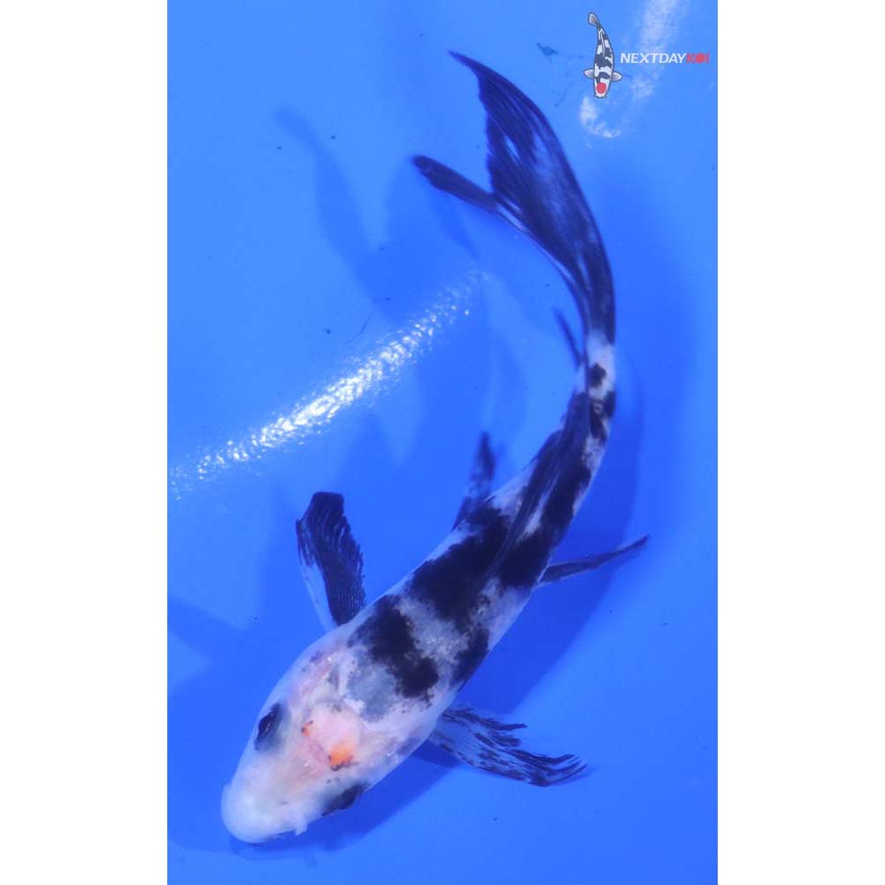 3.5” Imported Shiro Utsuri Butterfly Koi