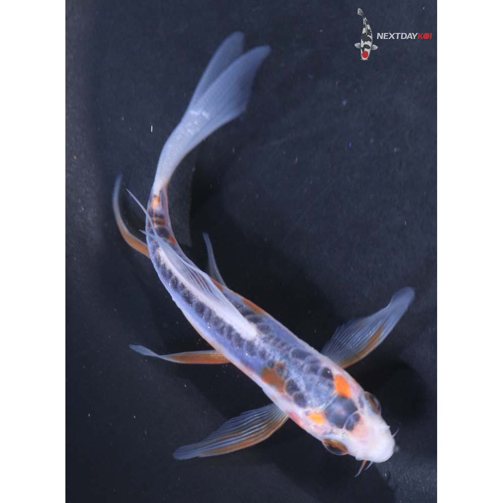 4” Imported Shusui Butterfly Koi