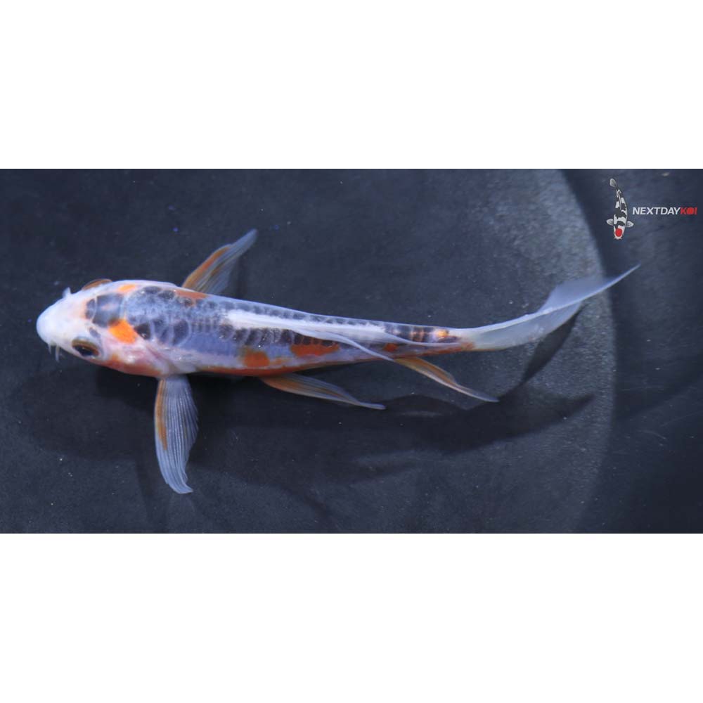 4” Imported Shusui Butterfly Koi