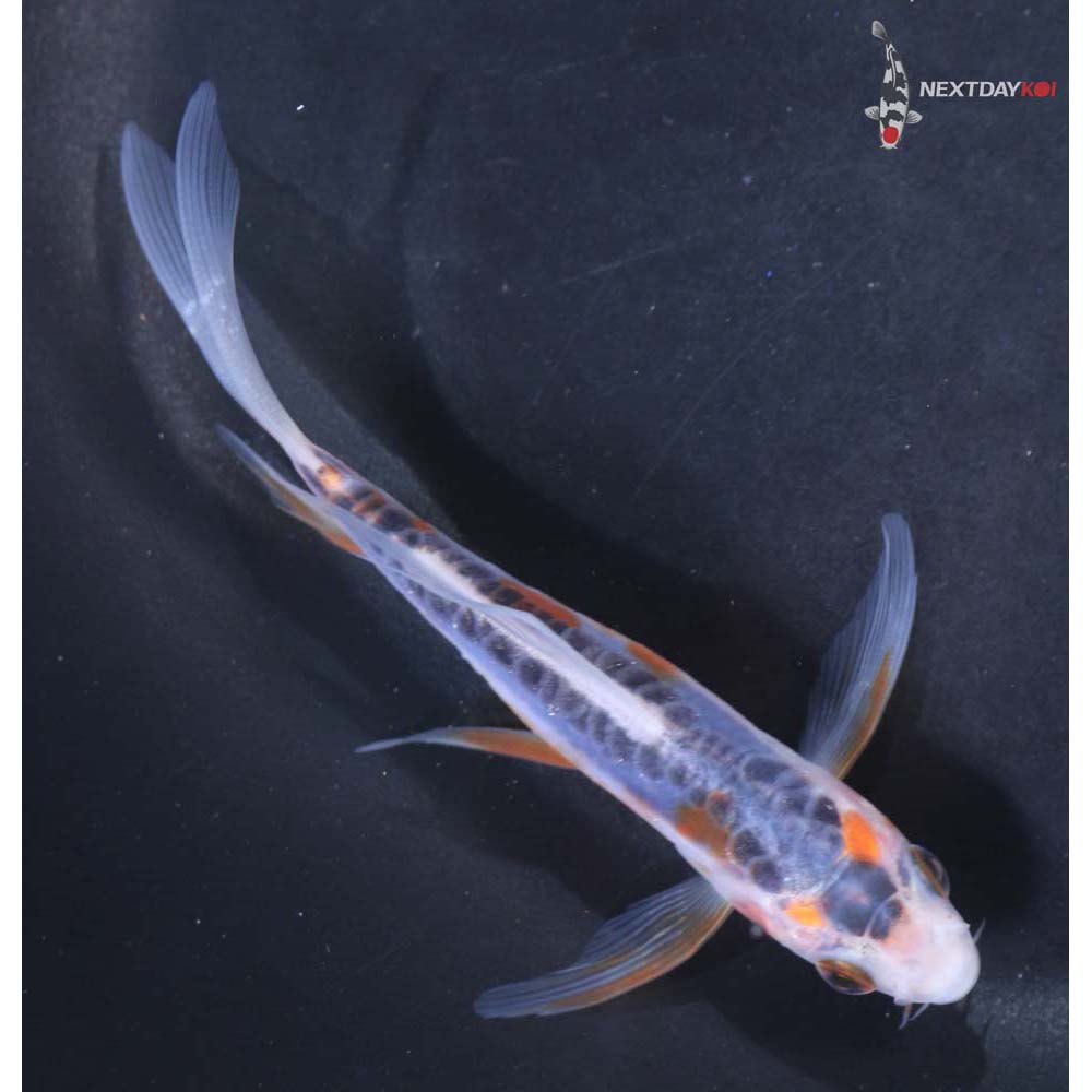 4” Imported Shusui Butterfly Koi