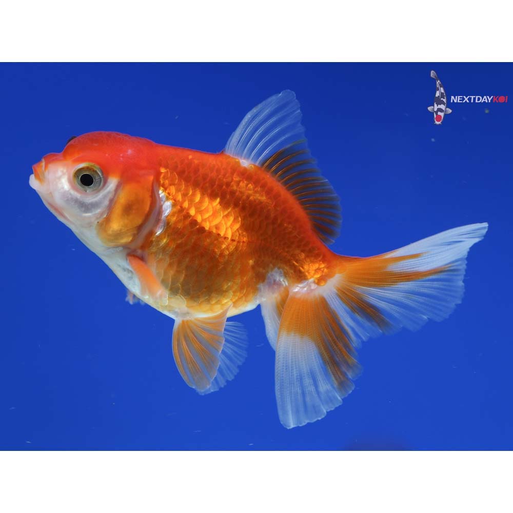 3” Imported Red and White Oranda