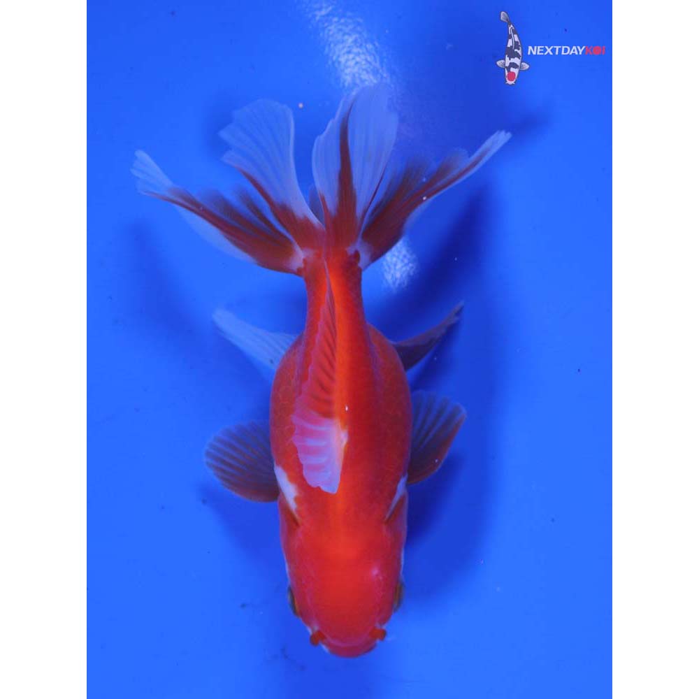 3” Imported Red and White Oranda