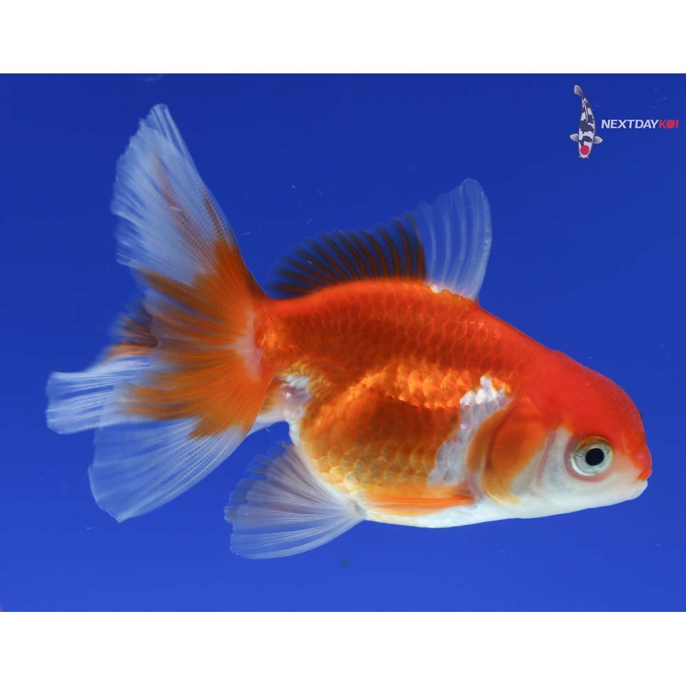 3” Imported Red and White Oranda