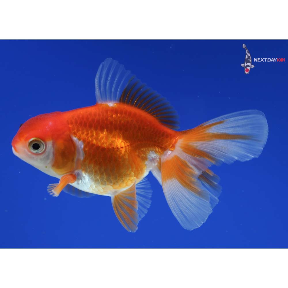 3” Imported Red and White Oranda