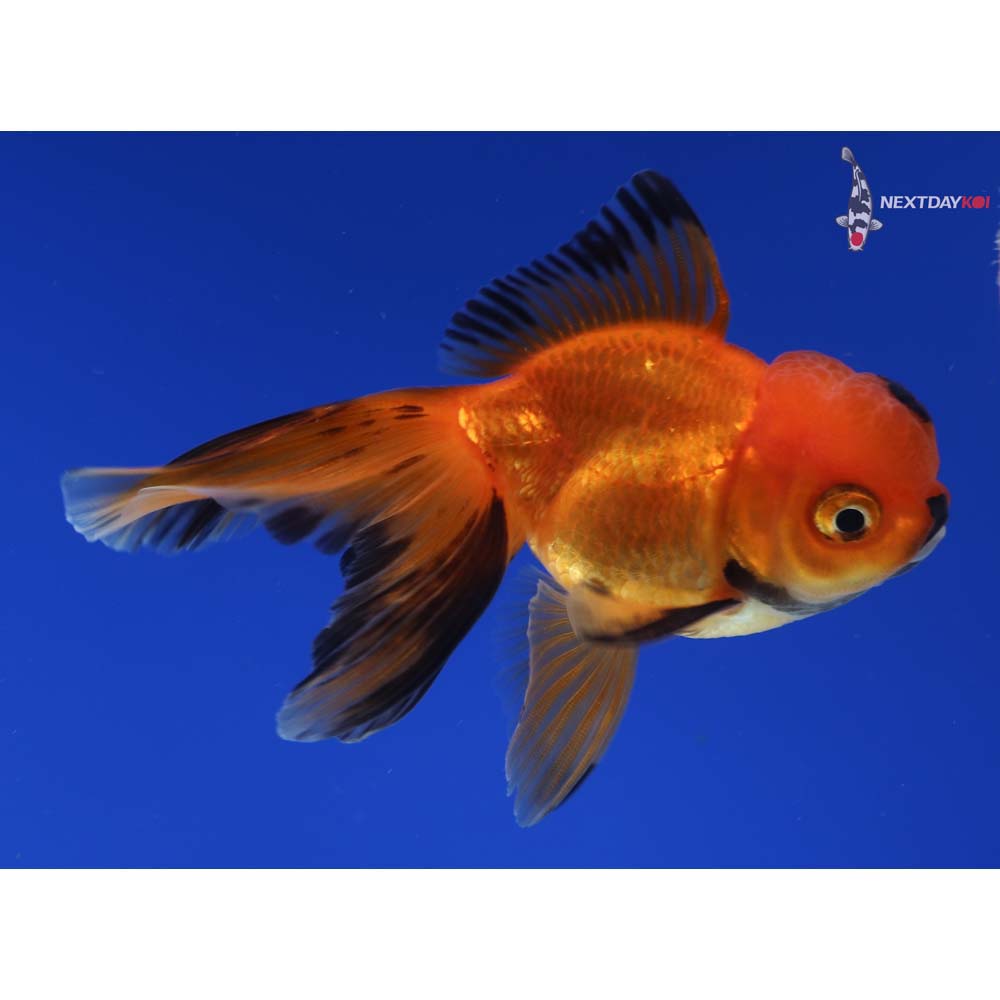 3.5” Imported Red and Black Oranda