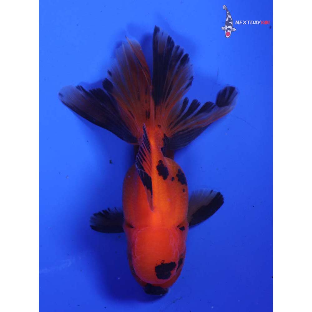 3.5” Imported Red and Black Oranda