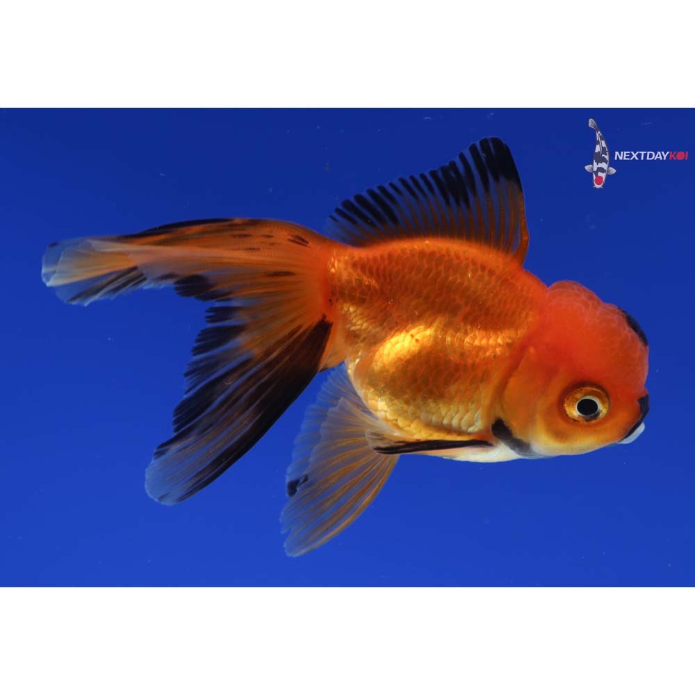 3.5” Imported Red and Black Oranda